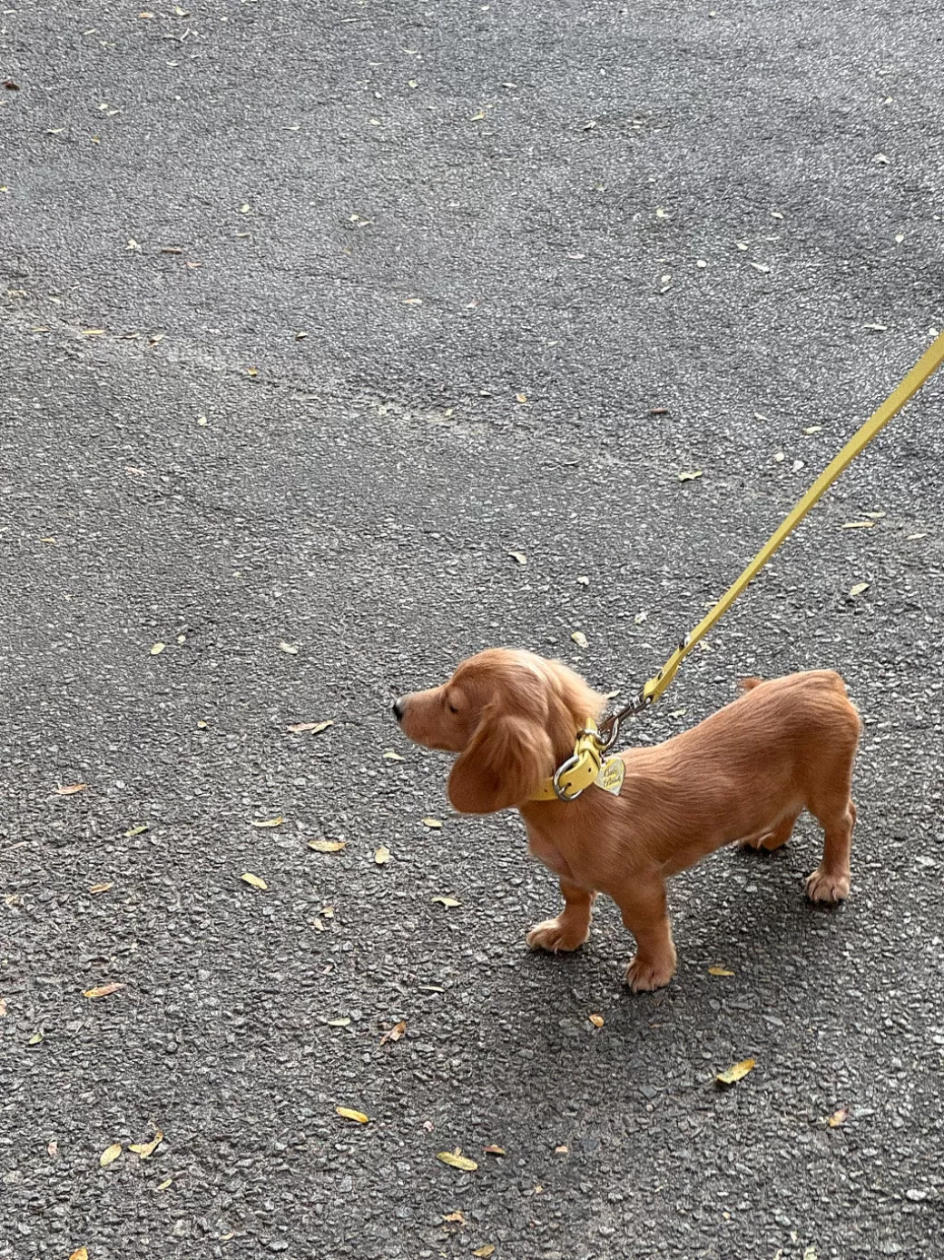 Outlet Lisa Says Gah Dog Stud Collar - Butter